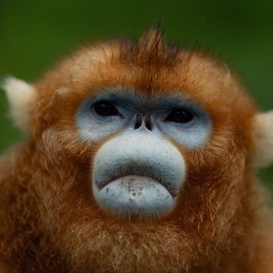 China's rare golden monkeys debut at European zoos, a possible successor to 'panda diplomacy'